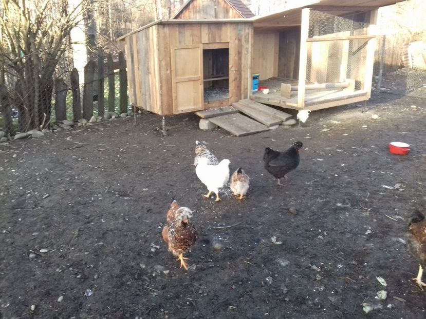 26145133_1547902991952415_266459176_o - Găini moțate - Petrila - Hunedoara - Date de contact - 0736386535 - Negru Lucian