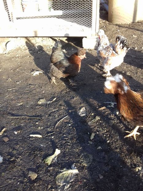 26178768_1547903441952370_1122723814_o - Găini moțate - Petrila - Hunedoara - Date de contact - 0736386535 - Negru Lucian