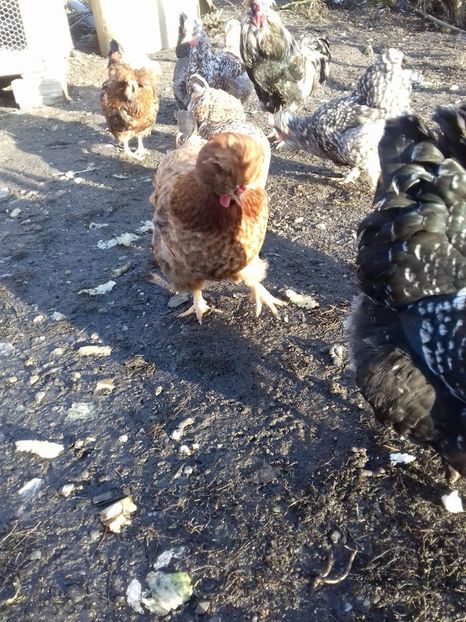 26179126_1547903465285701_896567916_o - Găini moțate - Petrila - Hunedoara - Date de contact - 0736386535 - Negru Lucian