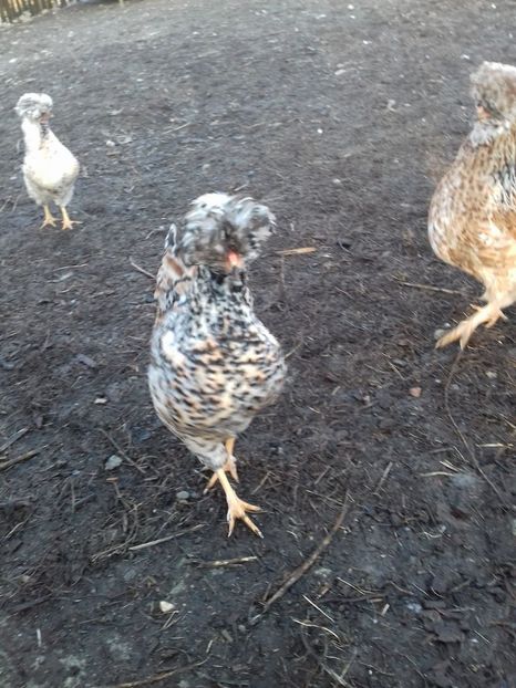 26179995_1547903915285656_330782895_o - Găini moțate - Petrila - Hunedoara - Date de contact - 0736386535 - Negru Lucian