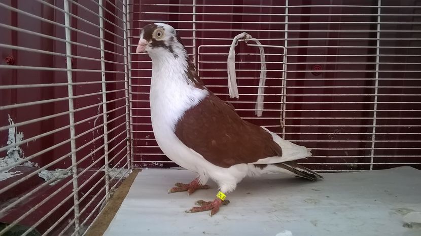  - Galateni baltati pe galben