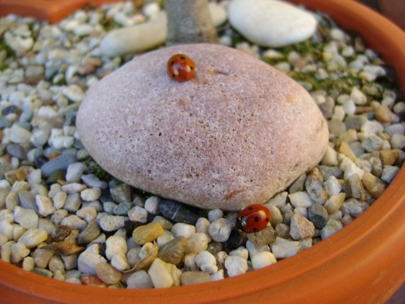 A doua zi de Craciun - v Iarna 2016-2017-2018