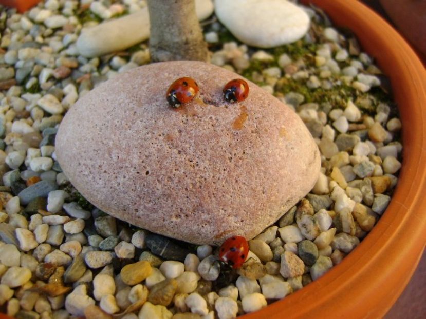 A doua zi de Craciun - v Iarna 2016-2017-2018