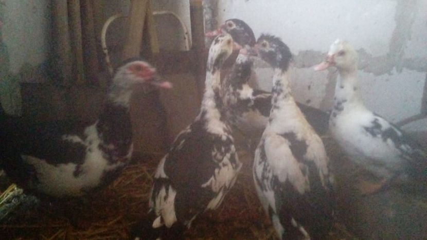 26178530_2055886911339147_1845157419_o - Raţe Leșești