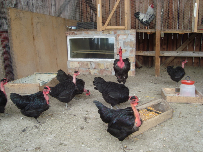 Gat Golas de Transilvania 2