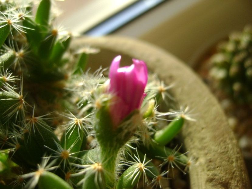 Trichodiadema densum - Suculente 2017