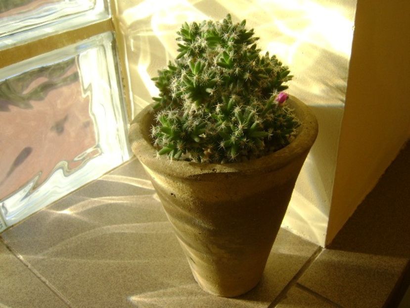 Trichodiadema densum - Suculente 2017