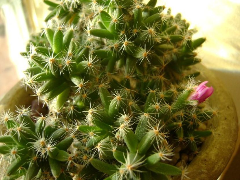 Trichodiadema densum - Suculente 2017
