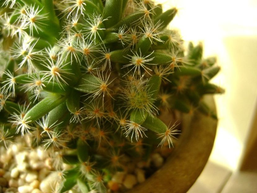 Trichodiadema densum - Suculente 2017