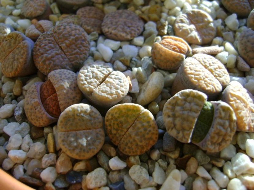 Lithops - Suculente 2017