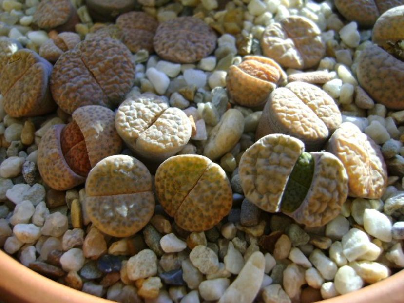 Lithops - Suculente 2017