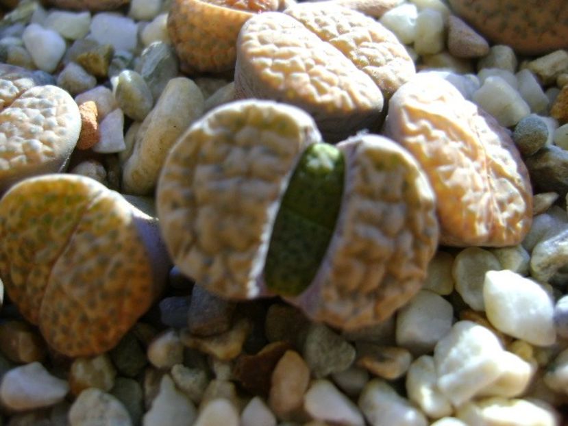 Lithops - Suculente 2017