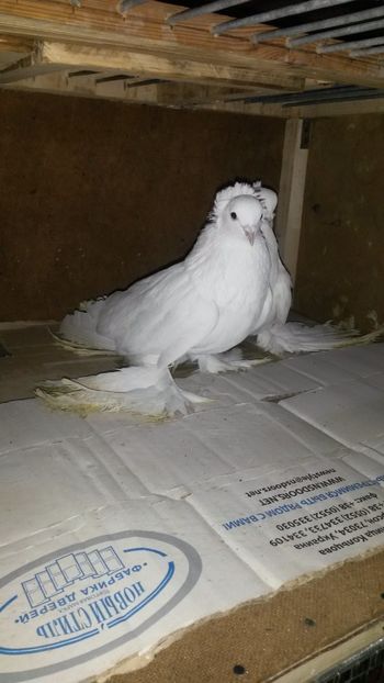 Fem 2015 - 32-Nordcaucazieni pocnitori