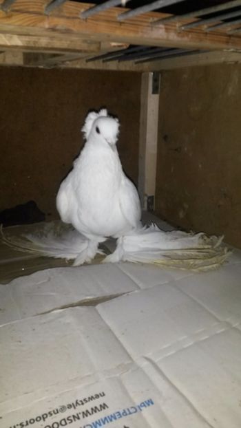 Mascul2014 - 32-Nordcaucazieni pocnitori