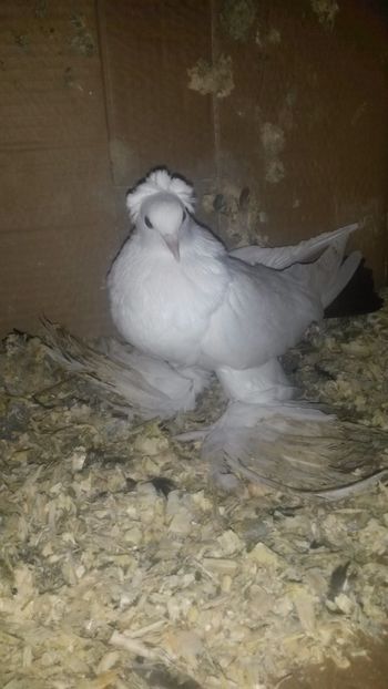 Femela-coada rosie - 32-Nordcaucazieni pocnitori