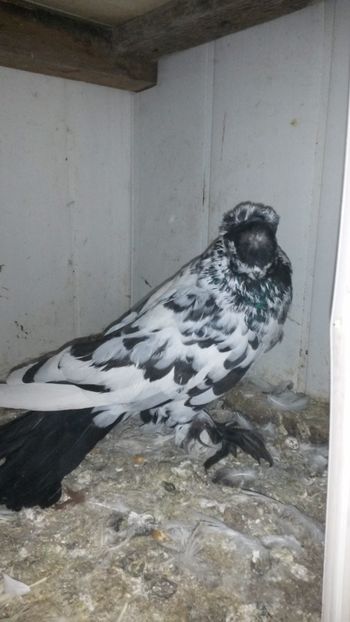 Mascul - Jucatori de Botosani