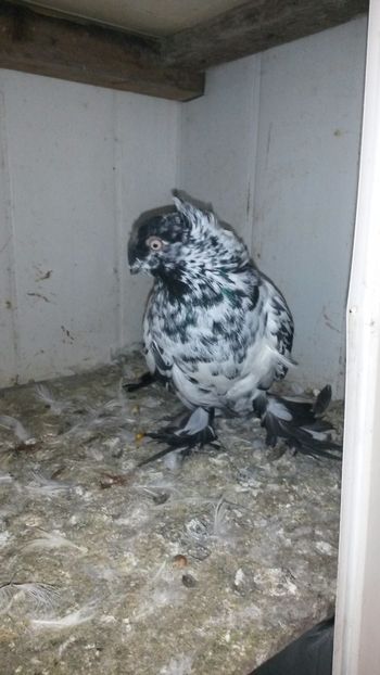  - Jucatori de Botosani