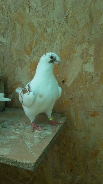 Femela 2017 vaduta - POR AMERICANI VANDUTI