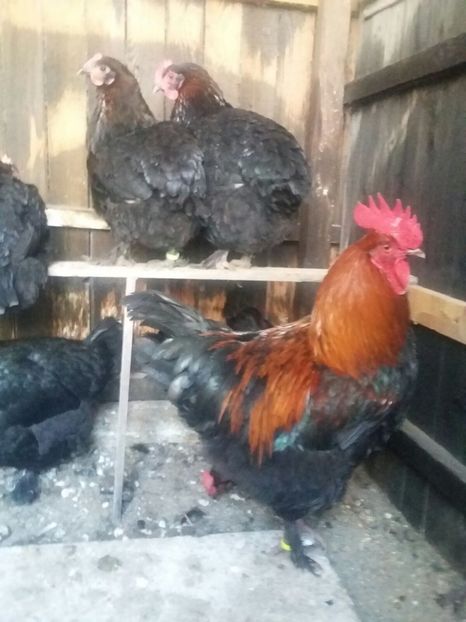 IMG-20171226-WA0029 - 2018 Marans Negru Aramiu