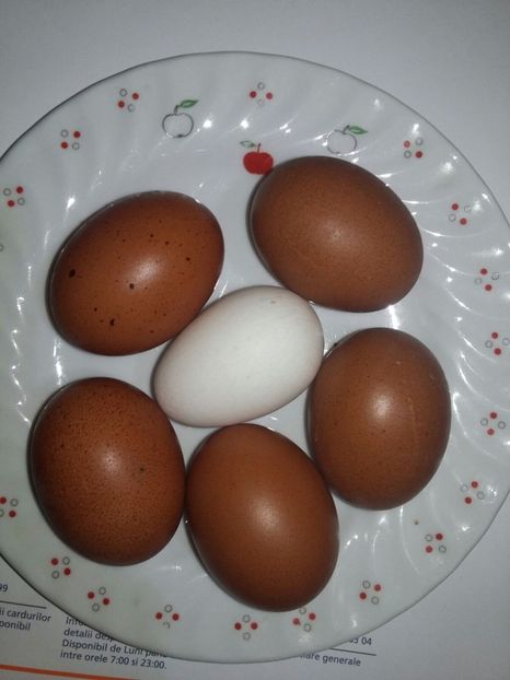 Zzzzz - 2018 Marans Negru Aramiu