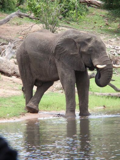 se scarpina elefantul - fiul meu in Africa -a fiam Afrikaban