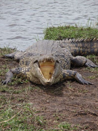 cam flamind crocodilul - fiul meu in Africa -a fiam Afrikaban