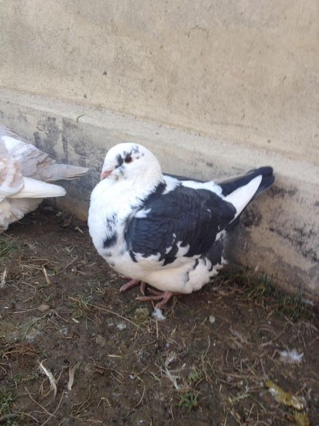 26060877_320224418476766_1396604322_o (1) - FEM MATCA 2018