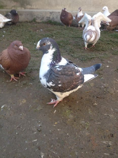 26060854_320213731811168_128304709_o (1) - FEM MATCA 2018