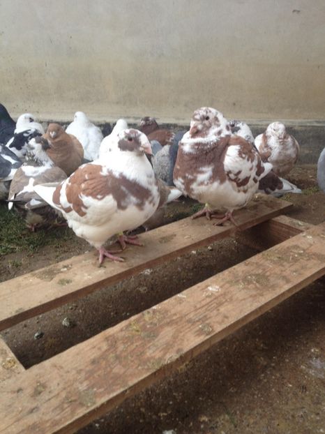 26038237_319793188519889_73474812_o - FEM MATCA 2018