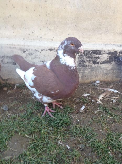 26038192_320224318476776_1517967168_o - MASCULI MATCA 2018