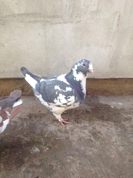 26037312_319792041853337_1167552472_o - MASCULI MATCA 2018