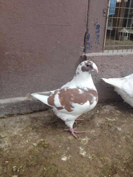 26037298_319793915186483_1638379492_o - FEM MATCA 2018