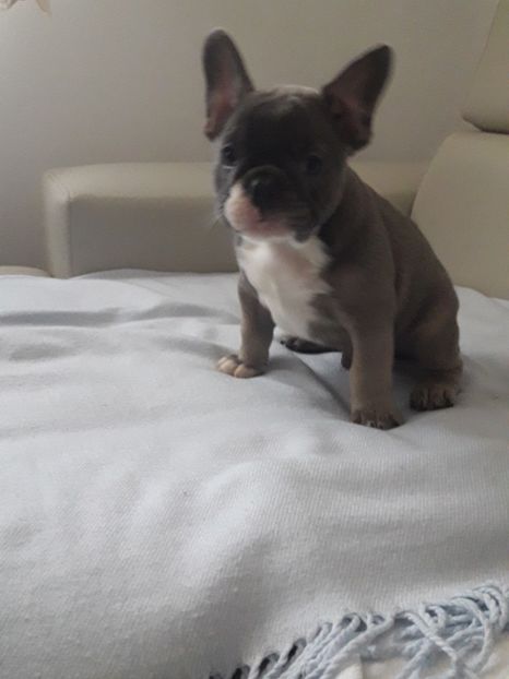  - Bulldog francez de vanzare