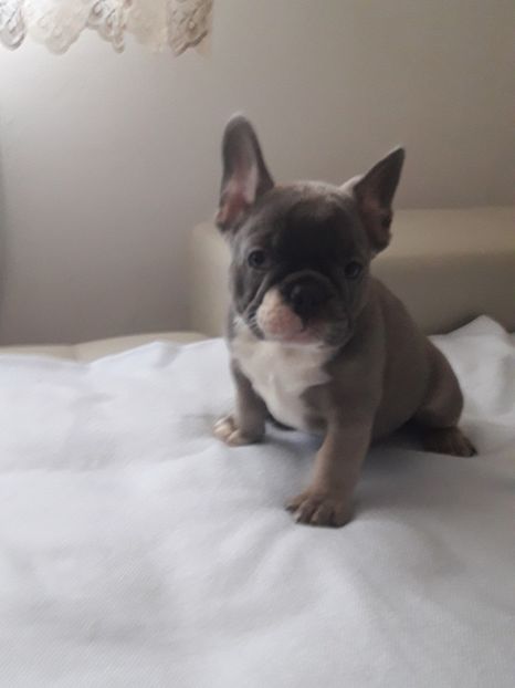 20171226_144234(0) - Bulldog francez de vanzare