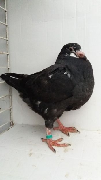 2017 vandut - De vanzare kingi