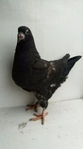 F 2017 vanduta - De vanzare kingi