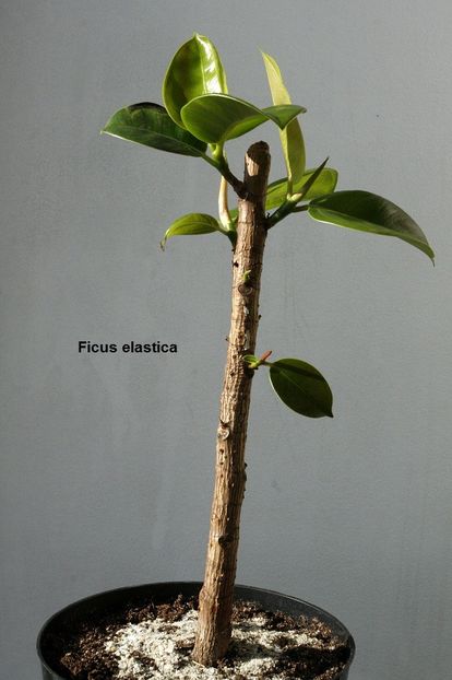 26.12.17 - 06 Ficus- inradacinare