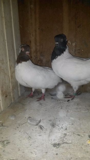  - 34-Calugarite germane