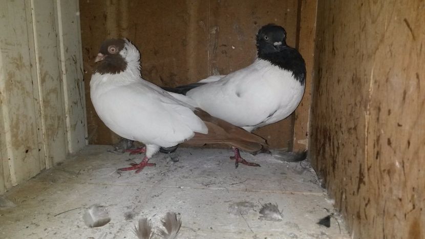  - 34-Calugarite germane