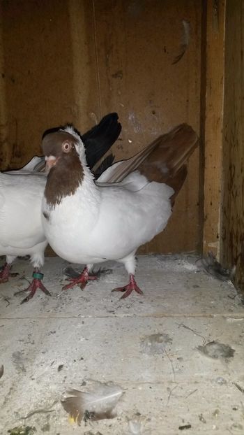 Femela pe rosu - 34-Calugarite germane