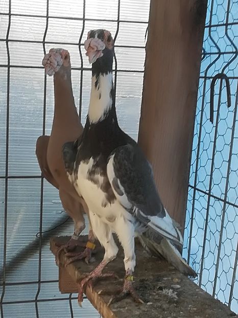  - INSTANTANEE KARRIER