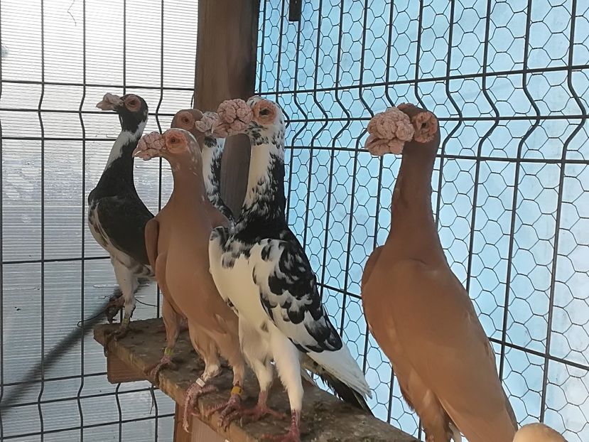  - INSTANTANEE KARRIER