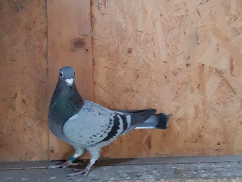  - Porumbei matca 2018 pagina in constructie