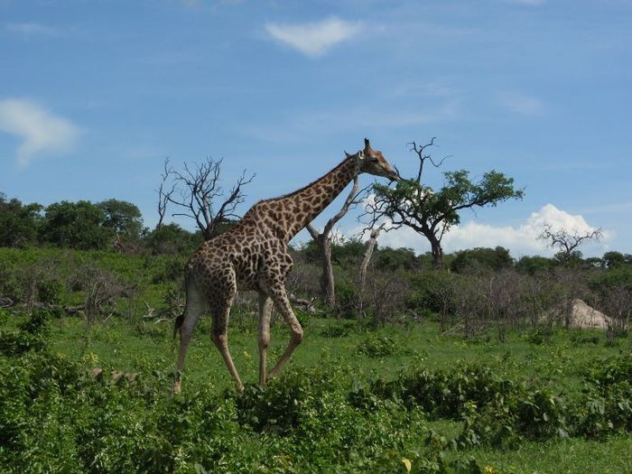girafa cauta maimuta