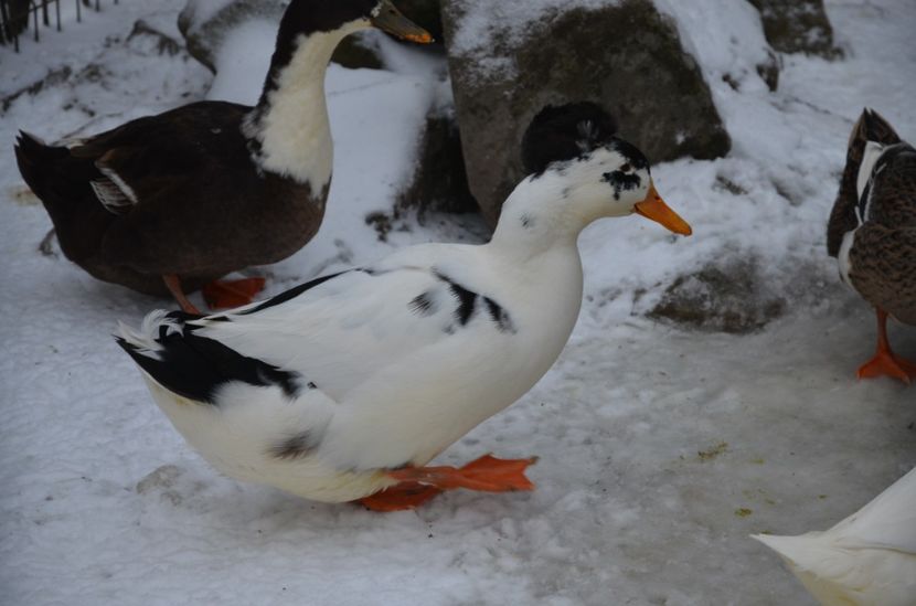 Cheia dec 2017 015 - 1-a decembrie 2017