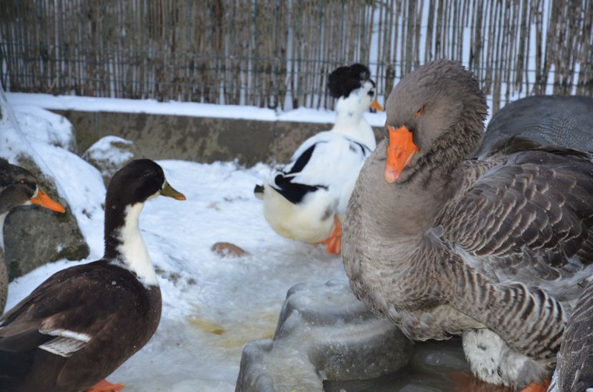 Cheia dec 2017 017 - 1-a decembrie 2017