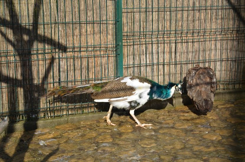 Cheia dec 2017 051 - 1-a decembrie 2017