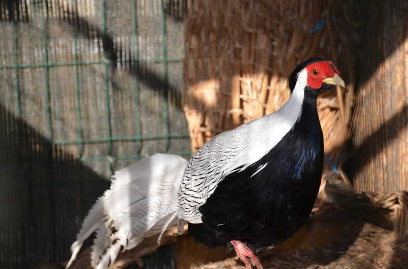 Cheia dec 2017 058 - 1-a decembrie 2017