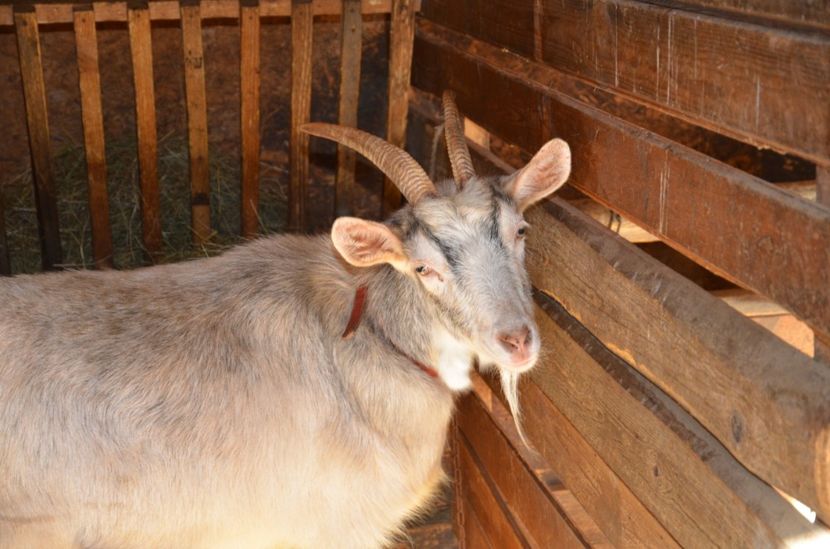 Cheia dec 2017 055 - 1-a decembrie 2017