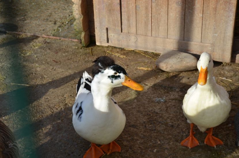 Cheia dec 2017 064 - 1-a decembrie 2017